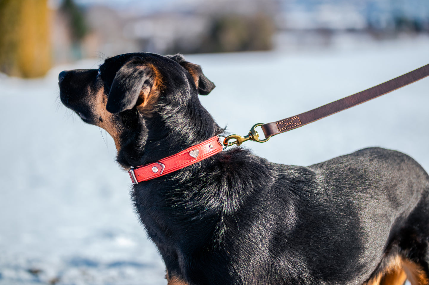 foryou® Jagd Führleine, die perfekte Leder Hundeleine für Jäger - Made in Germany